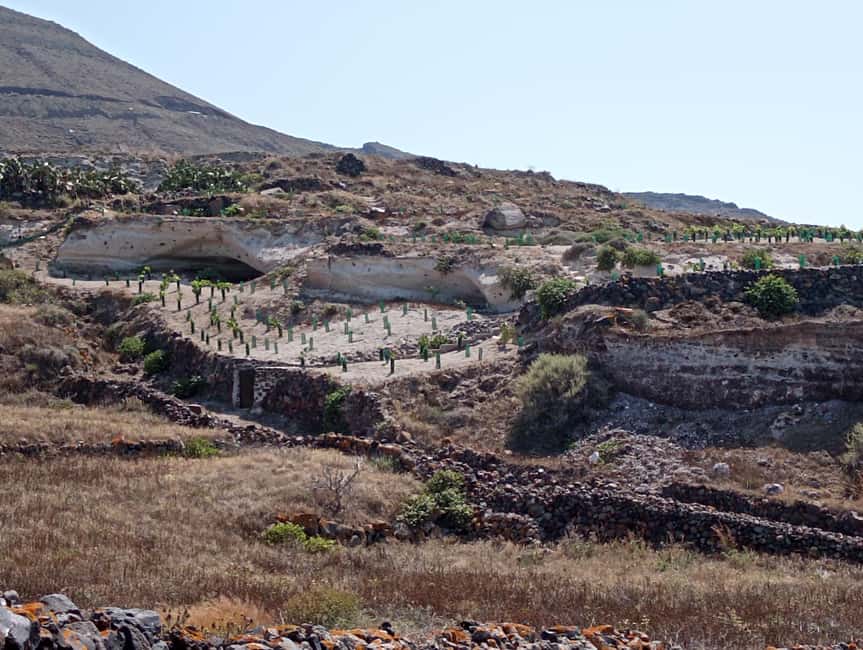 Santorini: Private Agri-Educational Visit to an Organic Farm - Walking through the black currant vineyard