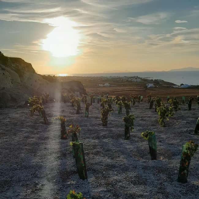 Santorini: Private Agri-Educational Visit to an Organic Farm - Capers, thyme, and the plants built for dry soil