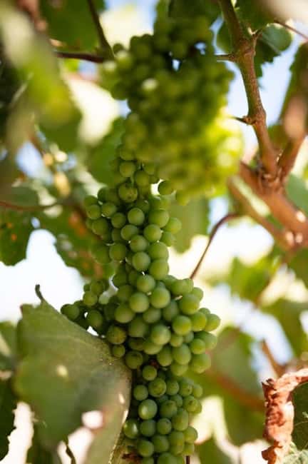 Santorini: Private Agri-Educational Visit to an Organic Farm - The tasting: raisin liqueur, infused oil, and island snacks