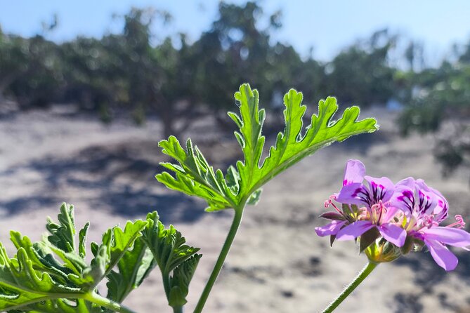 Santorinian Agriculture, Food, Wine, Beer, and Spirits - Nomikos Estate brings the food back to the soil
