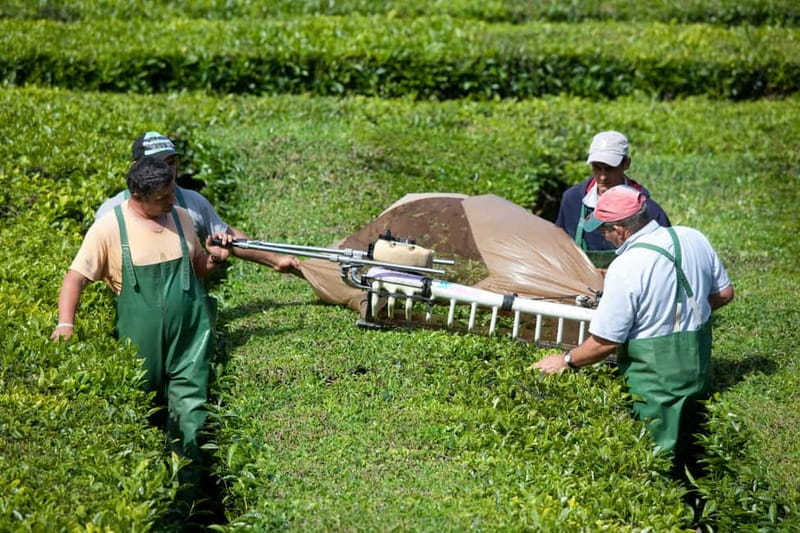 São Miguel: Furnas Volcano & Tea Plantation Tour with Lunch - Transport, group size, and the value of $83