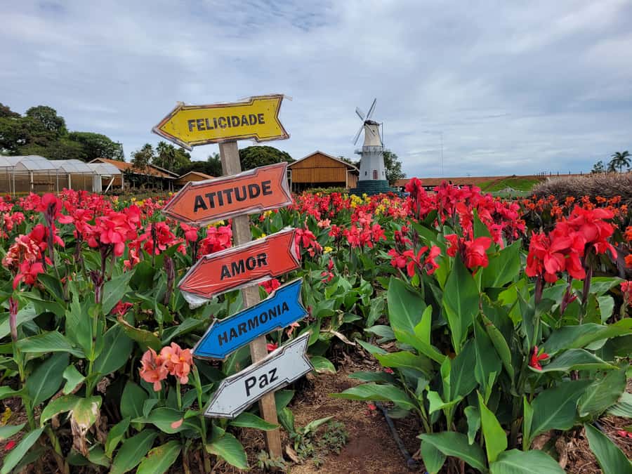 São Paulo: Holambra Colorful Flower Farm Guided Day Trip - Key points at a glance