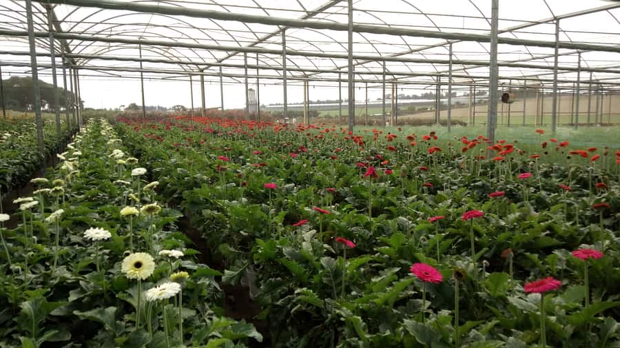 São Paulo: Holambra Colorful Flower Farm Guided Day Trip - Practical value, timing, and what to pack