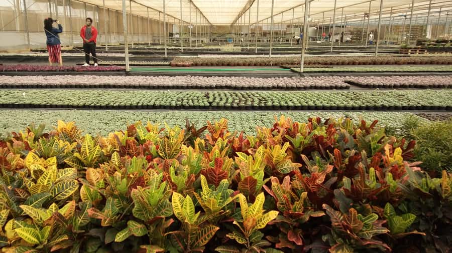 São Paulo: Holambra Colorful Flower Farm Guided Day Trip - Should you book the Holambra flower farm tour?