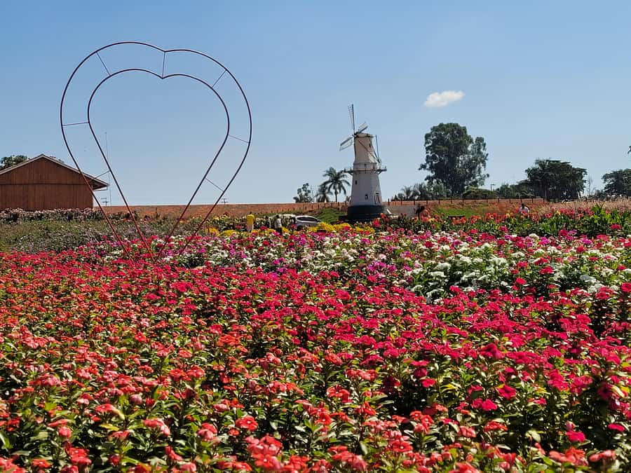 São Paulo: Holambra Colorful Flower Farm Guided Day Trip - Starting the day in a small group