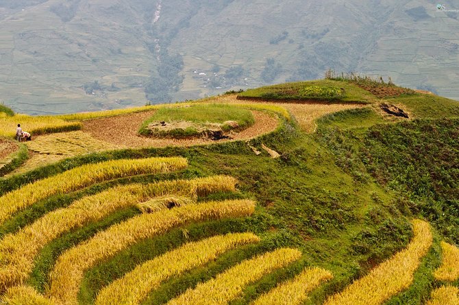 Sapa Motorbike Tour 1 Day| See All Of Rice Fields & Valleys in One Day - Y Linh Ho and the first view of Muong Hoa Valley