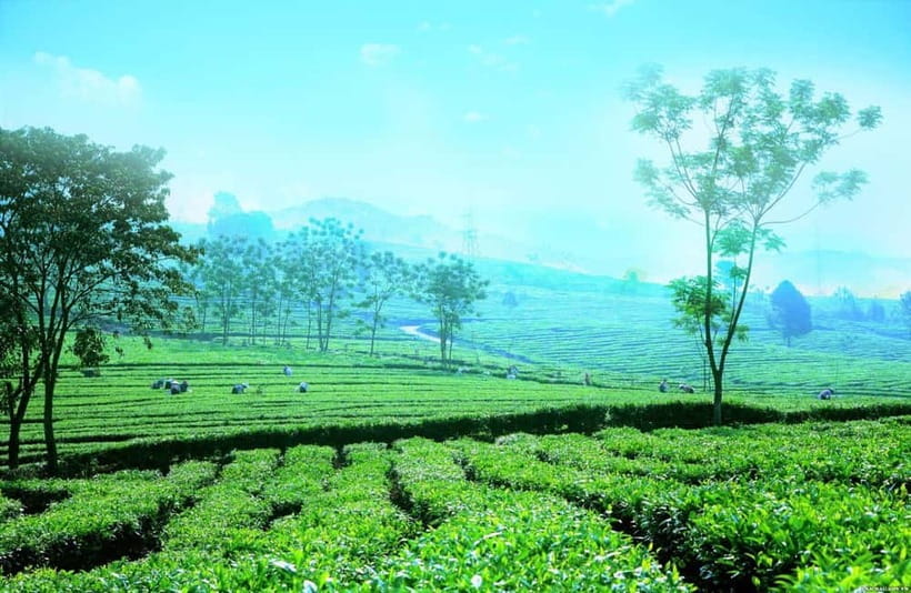 Sapa to Waterfall, Green Tea Farm with motorbike driver - A long ride from Sapa into rural Vietnam