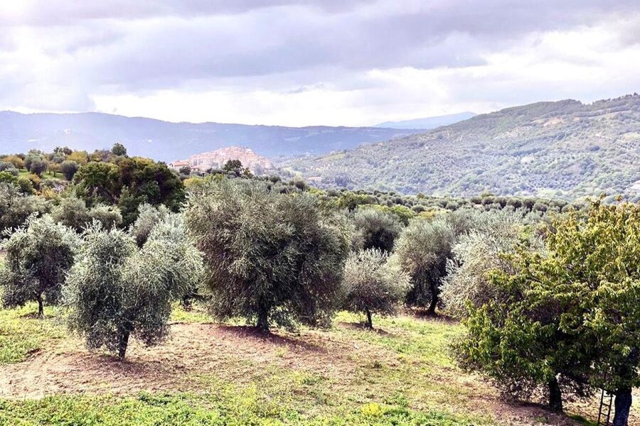 Seggiano: Typical Tuscan Farm Tour with Olive Oil Tasting - Tasting extra virgin oils with bread, meat, and ice cream