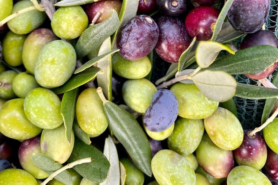Seggiano: Typical Tuscan Farm Tour with Olive Oil Tasting - What $53 buys you in two hours