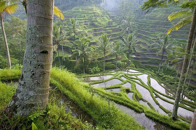 Selogriyo Temple and Trekking Java Rice Terraces, hidden waterfall -Nature Java - What the $55 price really covers