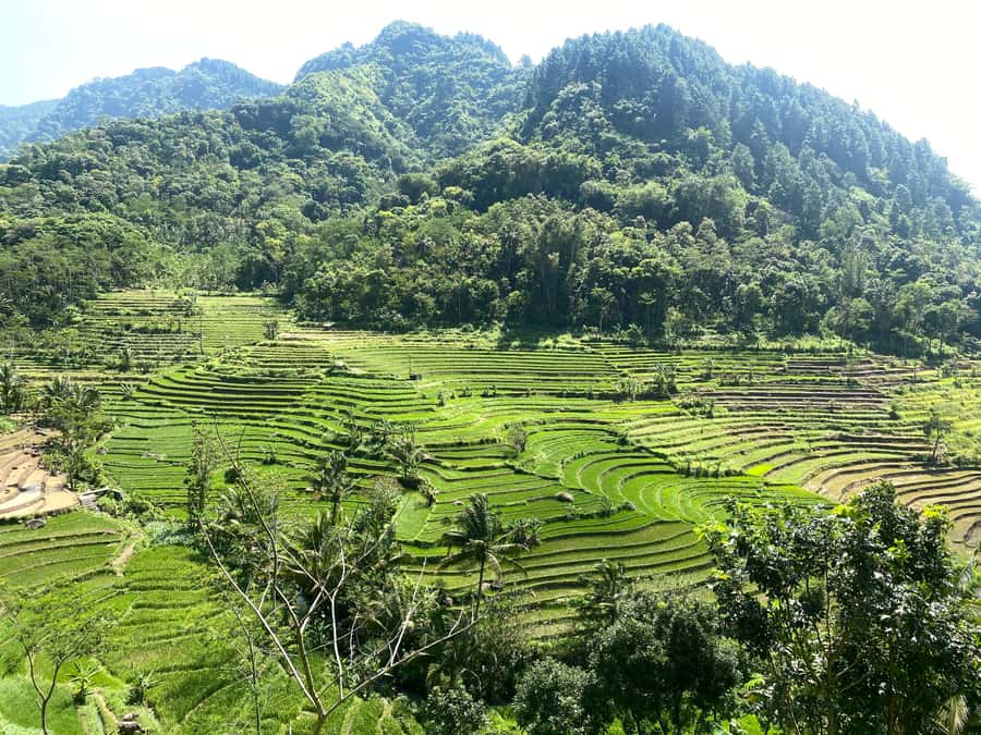 Selogriyo Temple Rice Terraces Private Tour with Local Lunch - Walking through the rice terraces to Selogriyo