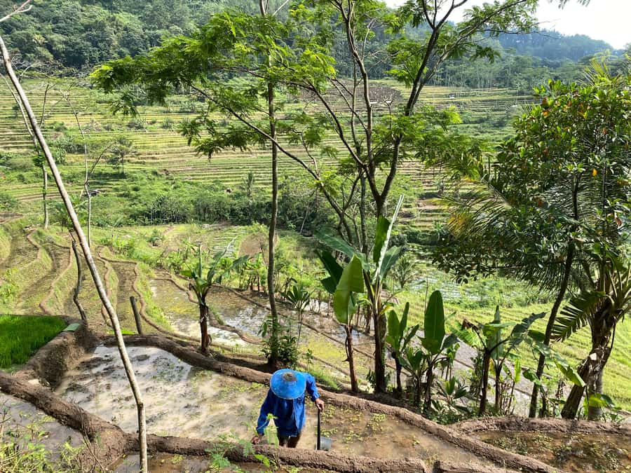 Selogriyo Temple Rice Terraces Private Tour with Local Lunch - How the private format affects the day