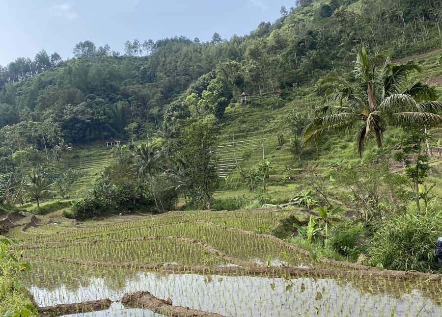 Selogriyo Temple Rice Terraces Private Tour with Local Lunch - Who will enjoy this experience most