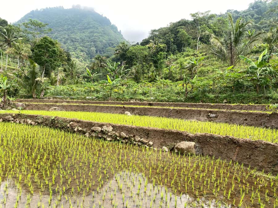 Selogriyo Temple Rice Terraces Private Tour with Local Lunch - The drive from Yogyakarta to Candisari Village
