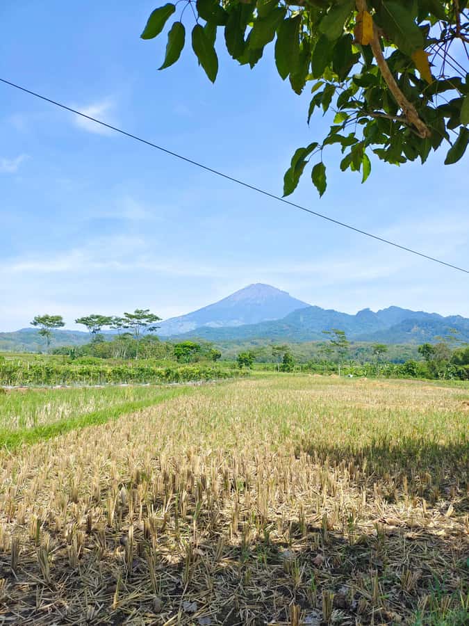 Selogriyo Temple, treking Java Rice Terrace & waterfall - Key points at a glance