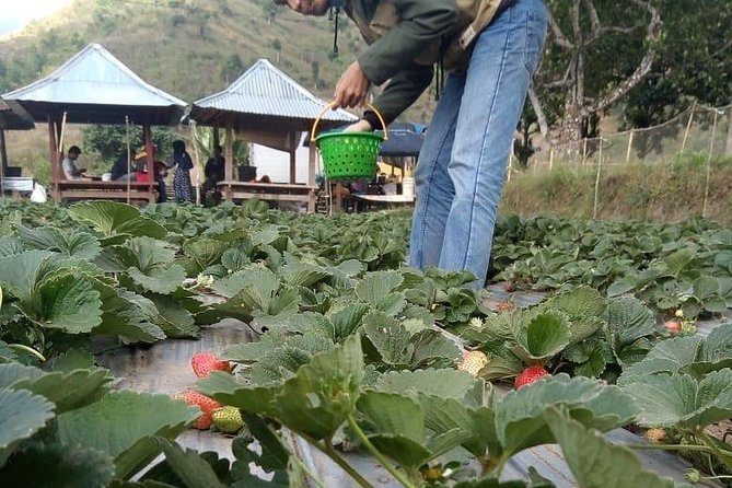 Sembalun Package.. (Special Rice Terrace View) - Why Sembalun Lawang is the star of the day