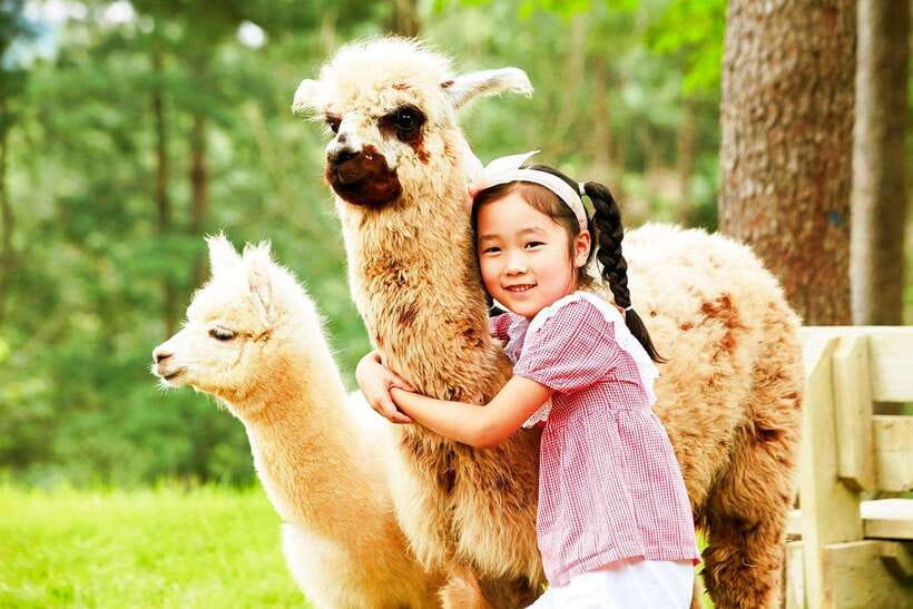 Seoul: Alpaca, Nami, Morning Calm or Eobi (+Rail Bike) - Key points to know before you book