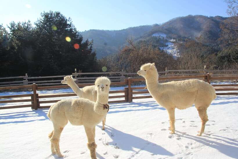 Seoul: Alpaca, Nami, Morning Calm or Eobi (+Rail Bike) - Why this Gangwon Province day trip works