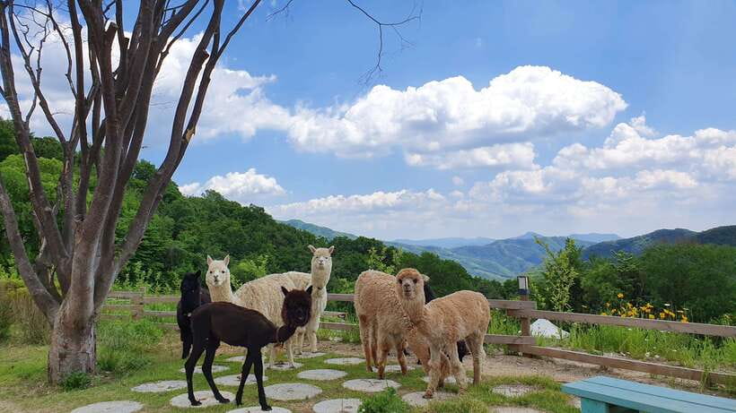 Seoul: Alpaca, Nami, Morning Calm or Eobi (+Rail Bike) - Alpaca World: a cheerful first stop