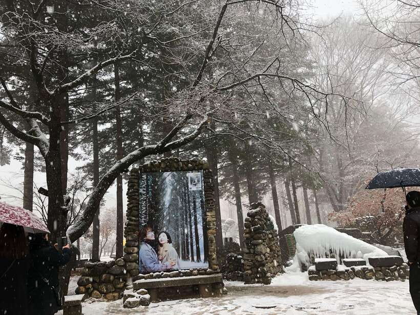 Seoul: Alpaca, Nami, Morning Calm or Eobi (+Rail Bike) - Nami Island: scenic paths with a long allotted visit