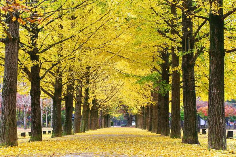 Seoul: Alpaca, Nami, Morning Calm or Eobi (+Rail Bike) - What $90 really gets you