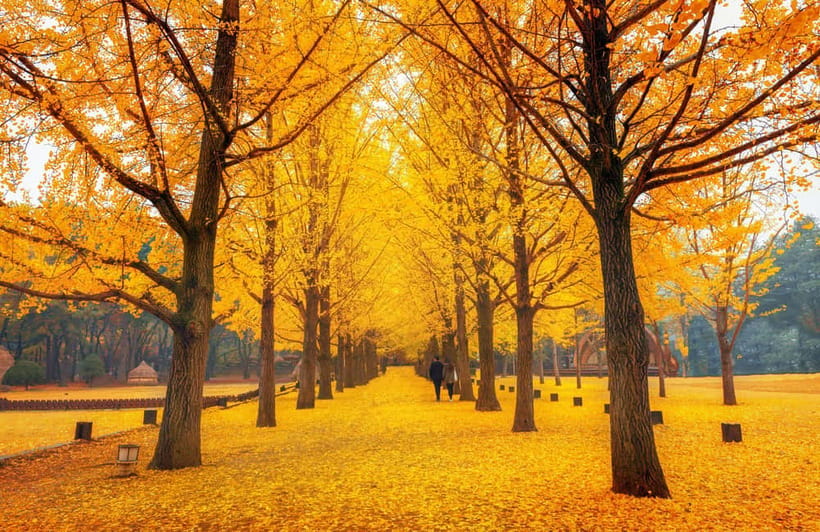 Seoul: Alpaca World and Nami Island (with Garden / Railbike) - My pick among the three combinations
