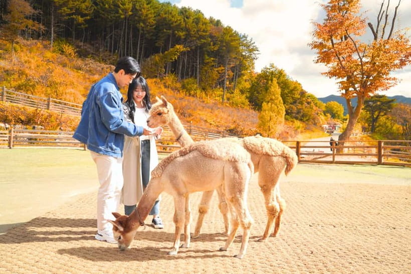 Seoul: Alpaca World and Nami Island (with Garden / Railbike) - Starting from Seoul and settling into the day