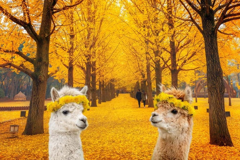 Seoul: Alpaca World & Nami Island optional Gangchon Railbike - Gangchon Railbike, the choice for a more active finish