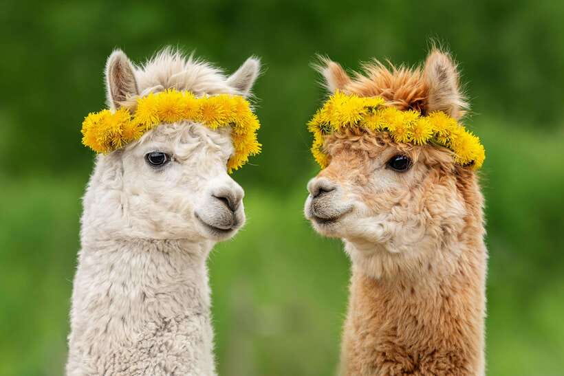 Seoul: Alpaca World, Railbike & Vivaldi Park Experience Tour - Key points to know