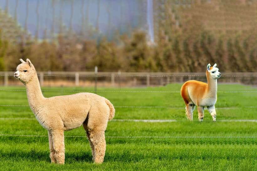 Seoul: Alpaca World, Railbike & Vivaldi Park Experience Tour - A countryside day built around three very different stops