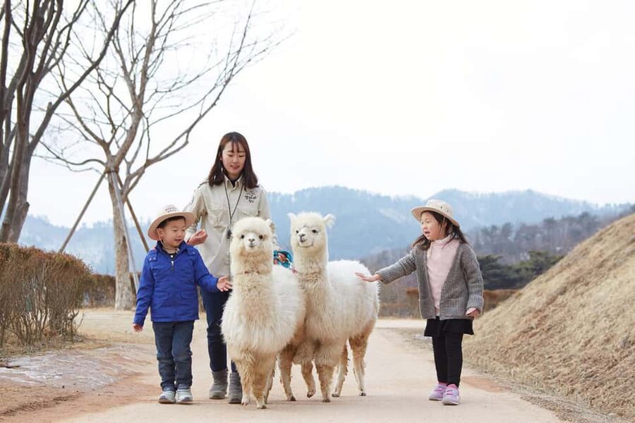 Seoul: Eobi Ice Valley, Alpaca World, Nami Island and More - Eobi Ice Valley and its frozen walls