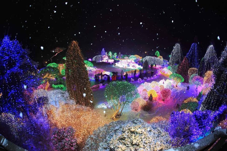 Seoul: Eobi Ice Valley, Alpaca World, Nami Island and More - Choose Gangchon Railbike for movement and countryside views