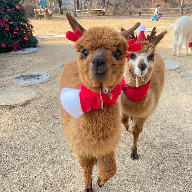 Seoul: Eobi Ice Valley, Alpaca World, Nami Island and More - What the coach schedule means for your day