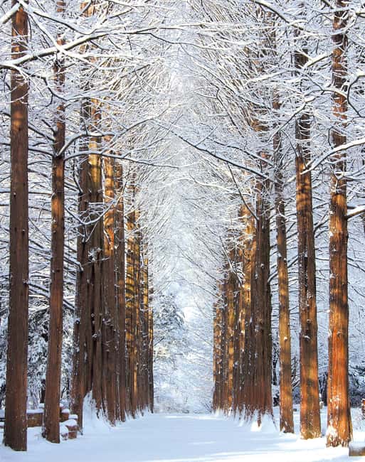 Seoul: Eobi Ice Valley, Alpaca World, Nami Island and More - What to eat, pack, and wear