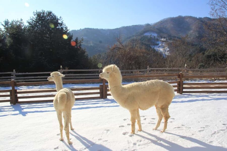 Seoul: Eobi Ice Valley, Alpaca World, Nami Island and More - Alpaca World, with time for a close look
