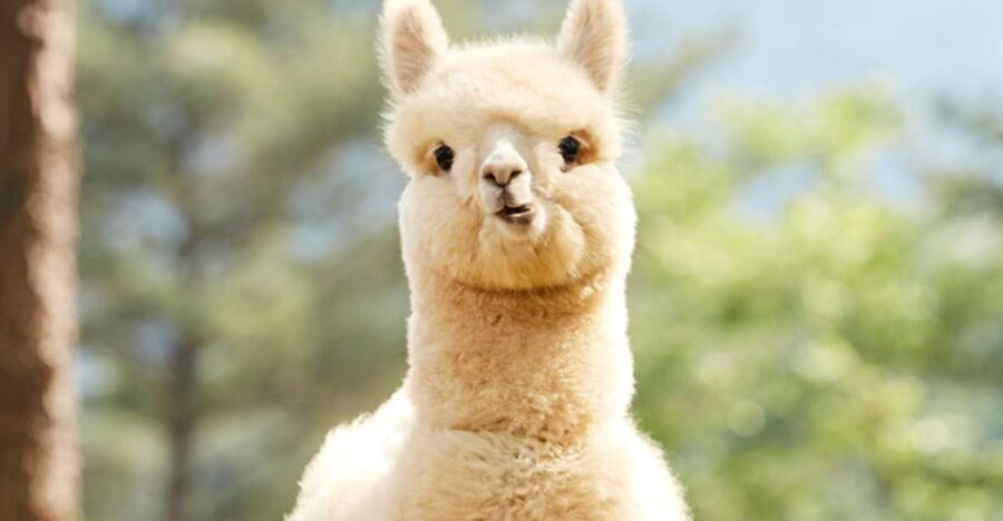 Seoul: Gangwon-do Day Trip with Alpaca World & Nami Island - Why this Gangwon-do day trip works