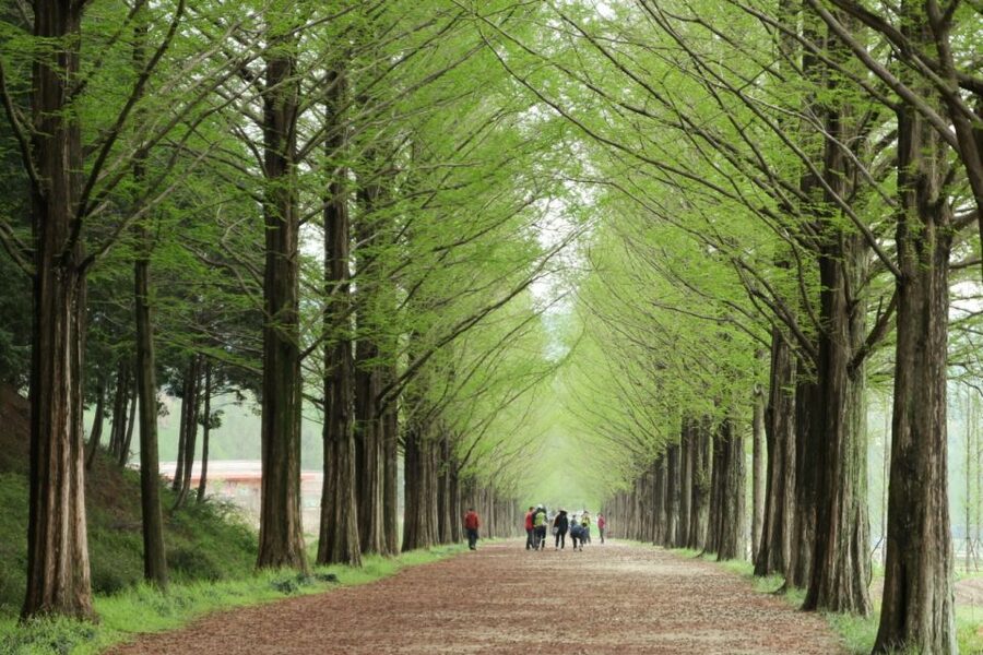 Seoul: Gangwon-do Day Trip with Alpaca World & Nami Island - Alpaca World: the day’s sweetest stop