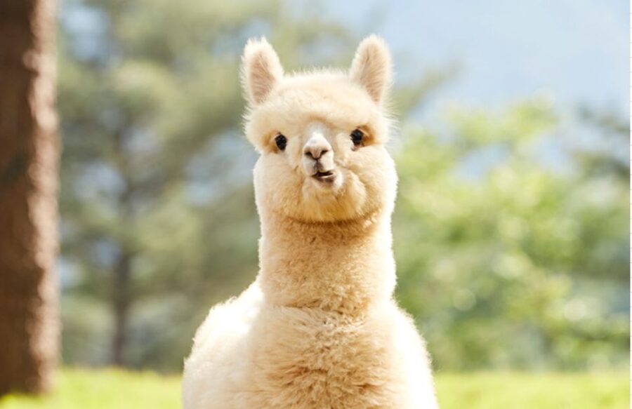 Seoul: Gangwon-do Day Trip with Alpaca World & Nami Island - Nami Island and its tall tree paths