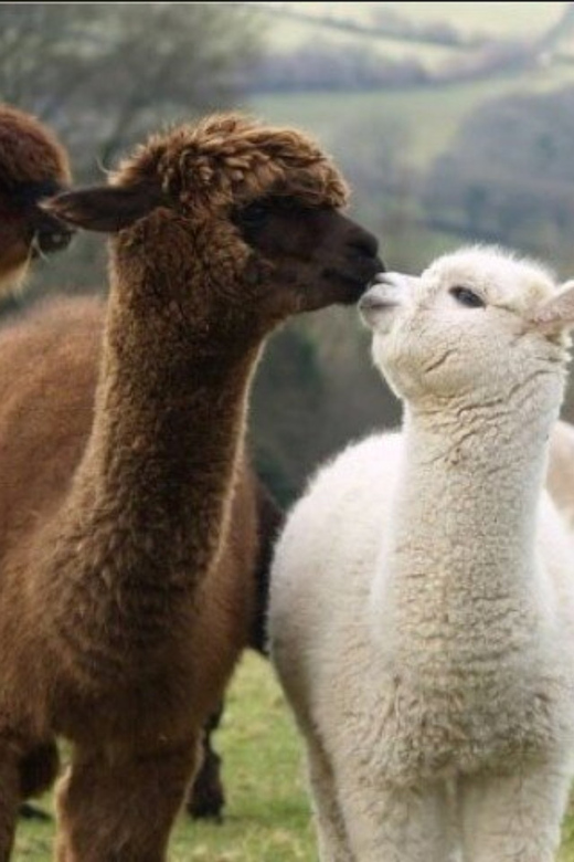 Seoul: Nami and K-Garden with Optional Alpaca Winter Tour - The first long ride and Eobi Valley’s frozen wall