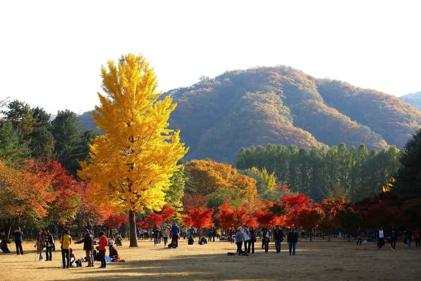 Seoul: Nami Island, Alpaca World, Morning Calm Garden - Morning Calm Garden in one hour
