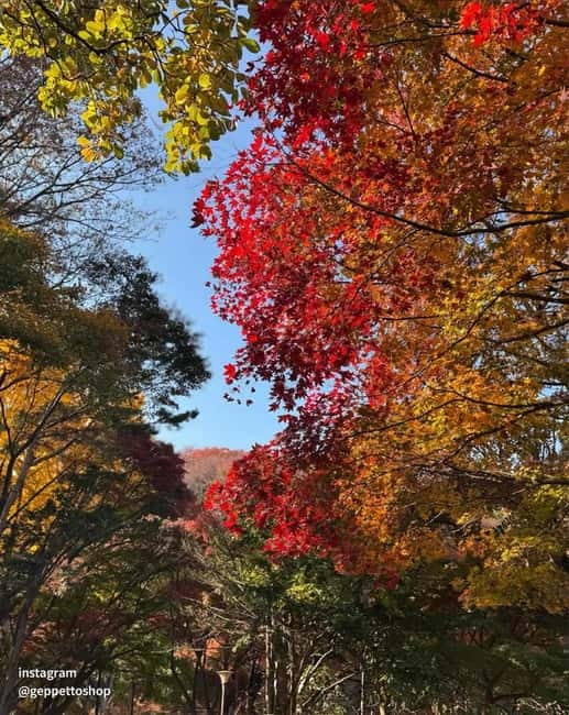 Seoul: Nami Island, Alpaca World, Morning Calm Garden - Who should book this tour