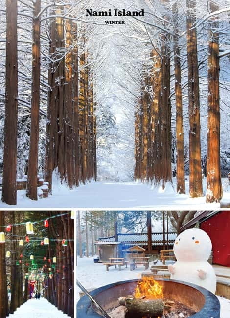Seoul: Nami Island & Alpaca World & Railbike (+Healing Park) - Starting from central Seoul