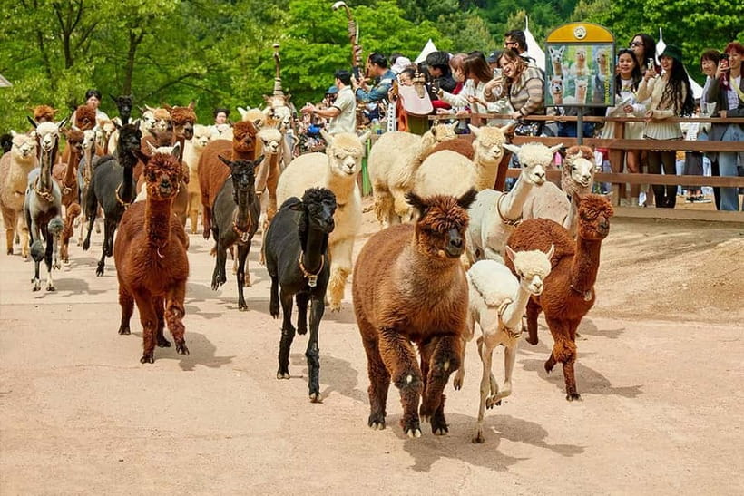 Seoul: Private Taxi Tour Car Charter - Nami Alpaca Seorak - How much value do you get for $172?