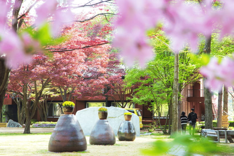 Seoul: Samaksan Cable Car & Nami with Alpaca World/Railbike - Meeting alpacas at Alpaca World