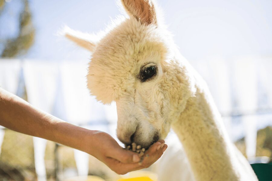 Seoul: SnowyLand in Vivaldi Park with Nami or Alpaca - My booking advice