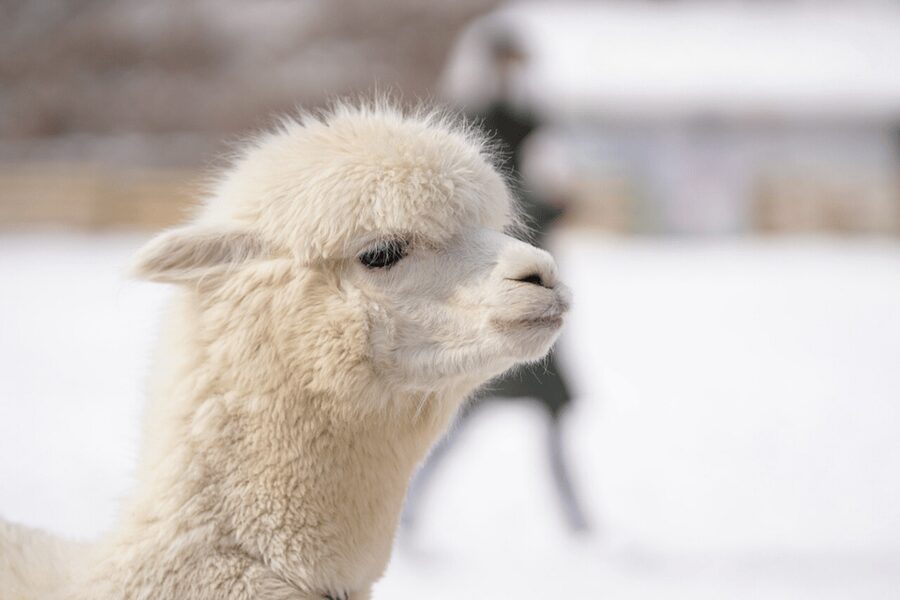 Seoul: SnowyLand in Vivaldi Park with Nami or Alpaca - Lunch is separate and worth planning