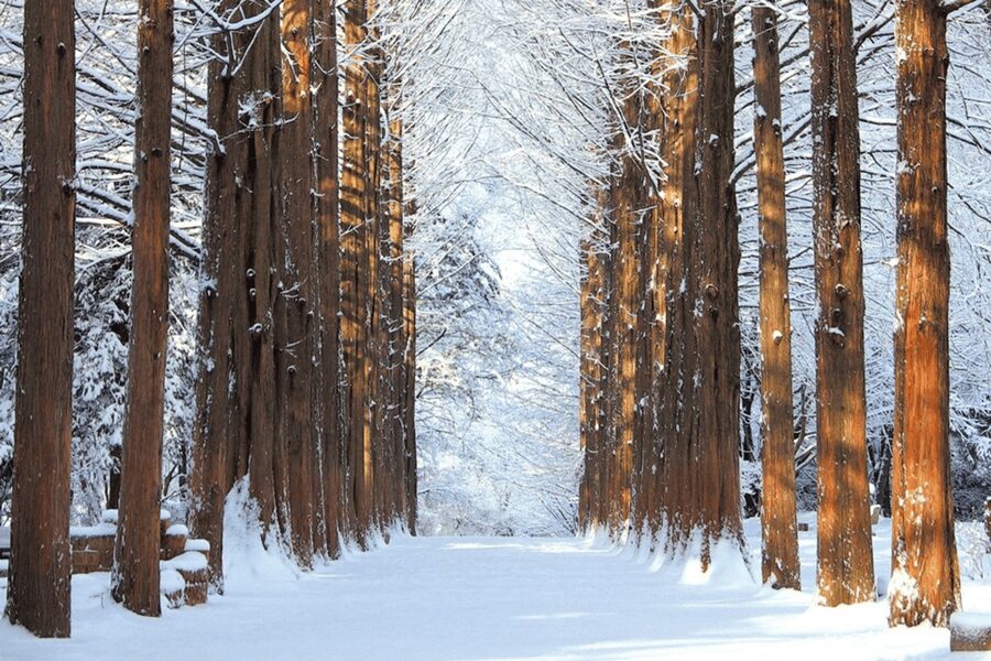 Seoul: SnowyLand in Vivaldi Park with Nami or Alpaca - Who will enjoy this tour most