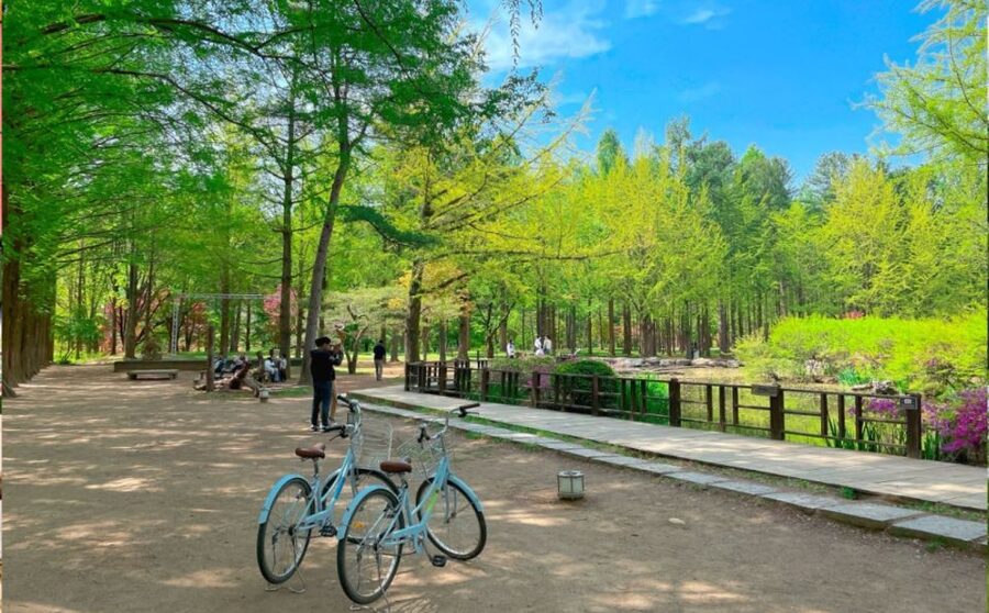 Seoul: The Painter Show with Nami Island or Alpaca World - Choose Nami Island for trees, water and quiet paths