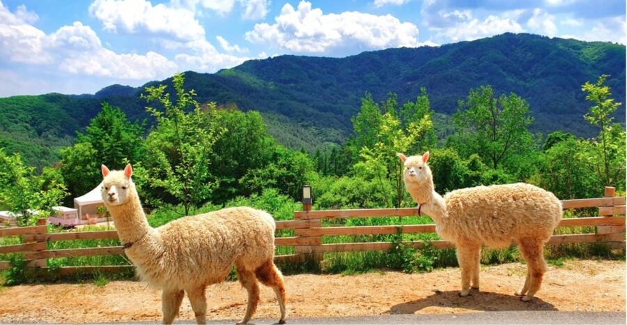 Seoul: The Painter Show with Nami Island or Alpaca World - Lunch is separate, so plan ahead