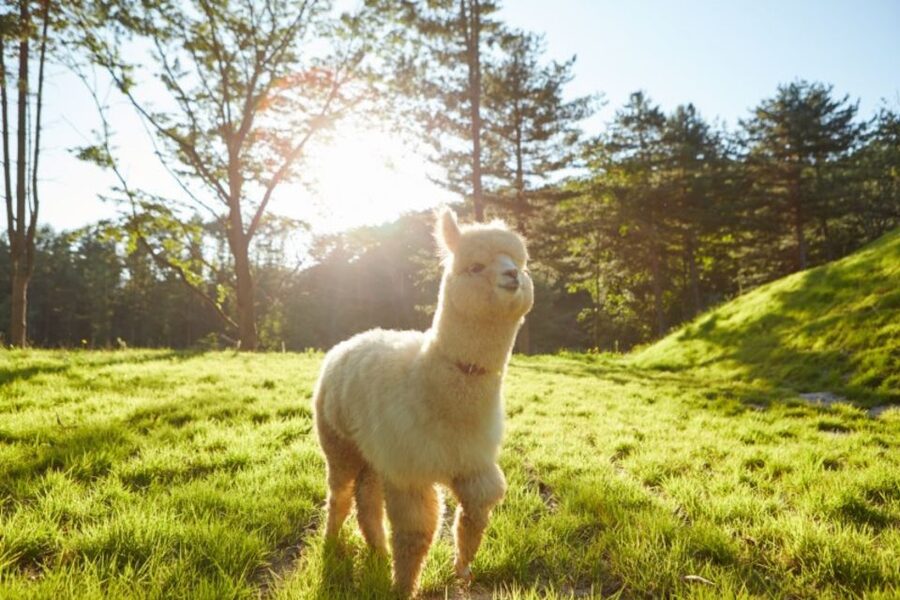 Seoul: The Painter Show with Nami Island or Alpaca World - The Painter Show: live drawing with K-pop energy